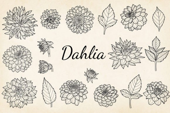 Download Fine Line Dahlia Illustration, EPS, SVG - Svg Collection